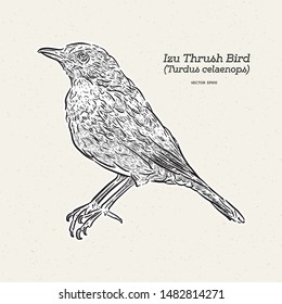 Izu Islands thrush (Turdus celaenops) bird, hand draw sketch vector.