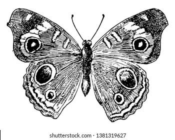 J Coenia Butterfly which Common Buckeye butterfly, vintage line drawing or engraving illustration.