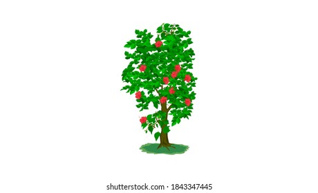 Jaba flower tree isolated whit background - illustration