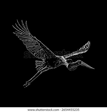 Jabiru hand drawing vector isolated on black background.