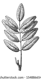 Jaborandi Or Pilocarpus Sp., Showing Leaves, Vintage Engraved Illustration. Usual Medicine Dictionary By Dr Labarthe - 1885