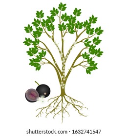 Jaboticaba brazilian grape tree with roots and flowers with fruits.