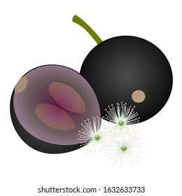 Jaboticaba brazilian grape whole fruit with half and flower.