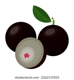 Jabuticaba Fruit Is A Fruit That Has A Fresh Sweet And Slightly Sour Taste. This Fruit Grows In The Tropics, Especially In South America And Central America