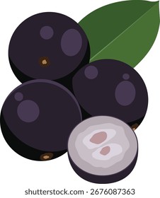 Dibujo de Ilustración vectorial de frutas de Jabuticaba.