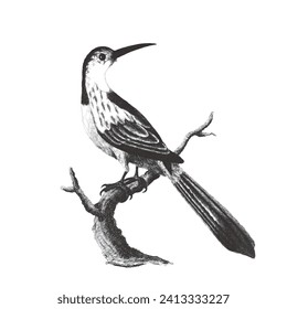 Jacamar. Doodle sketch. Vintage vector illustration. 