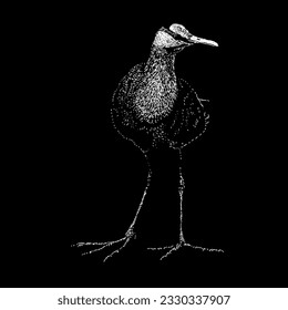 jacana hand drawing vector isolated on black background.