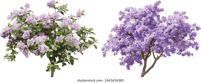 Jacaranda mimosifolia e Paulownia fortunei árvore frontal isolada, ilustração vetorial, plantas de paisagismo, arte botânica, decoração de jardim, silhueta de árvore, ambiente verde.