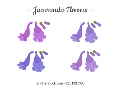 Jacaranda Mimosifolia tree. Flowers and buds set.
