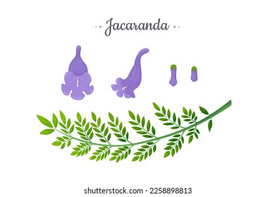 Jacaranda Mimosifolia tree. Flowers, buds and branch with leaves set