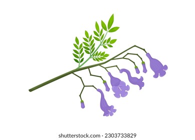 Jacaranda Mimosifolia tree, violet flowers, buds and leaves on the branch