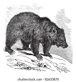 JACK Bear (Ursus horribilis), vintage engraved illustration.  Trousset encyclopedia (1886 - 1891).