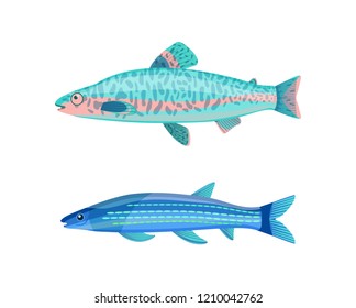 Jack Dempsey fish and blue long mackerel marine fish set. Tropical creatures with pattern on soft bodies. Animals isolated on vector illustration