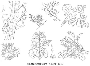 Jack fruit, Breadfruit, Jute and Epiphytes Plants Outline