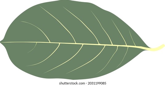 Jack fruit leaf (Artocarpus heterophyllus) vector