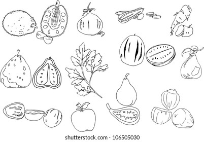 jack fruit onion zucchini  yam uglifruit coriander fig watermelon quince walnut apple nut isolated illustration vector