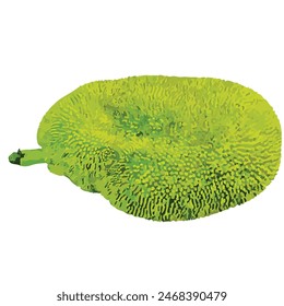Jack Fruit Vektorillustration EPS für Druck