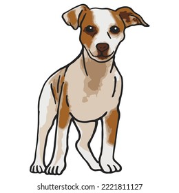 Jack Russel Dog Colored Drawing