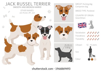 Jack Russel terrier in different poses and coat colors. Adult dogs and puppy set.  Vector illustration