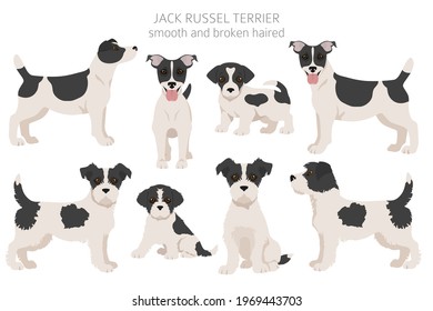 Jack Russel terrier in different poses and coat colors. Adult dogs and puppy set.  Vector illustration