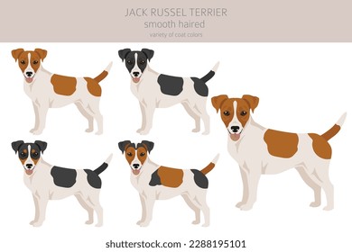 Jack Russel terrier in different poses and coat colors. Smooth coat and broken haired.  Vector illustration