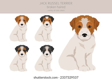 Jack Russel terrier puppies in different poses and coat colors. Smooth coat and broken haired.  Vector illustration