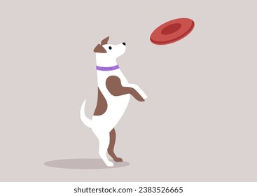 A Jack Russell in action, leaping to catch a red rubber frisbee thrown by their owner in the air