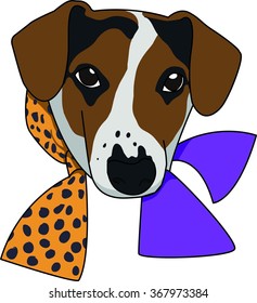 Jack russell dog face