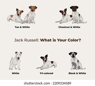 Jack Russell terrier breed, dog pedigree drawing. Cute dog characters in various poses, designs for prints adorable and cute Bulldog cartoon vector set, in different poses. All popular colors.