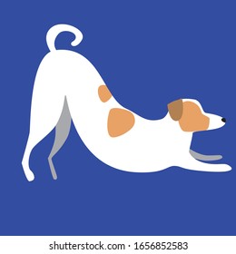 A Jack Russell Terrier as a character  stretches as a concept of yoga or gymnastics. Cute vector stock illustration with a doodle dog or pet as a print for children or baby