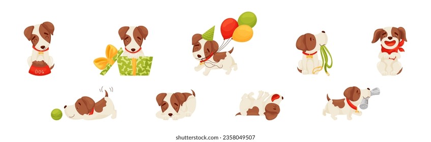 Jack Russell Terrier with Collar in Different Action Vector Set