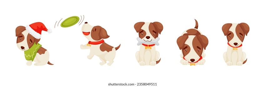 Jack Russell Terrier with Collar in Different Action Vector Set