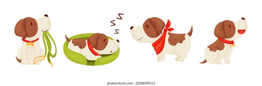 Jack Russell Terrier with Collar in Different Action Vector Set
