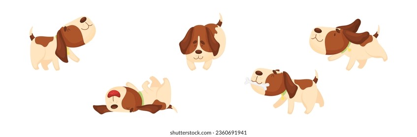 Jack Russell Terrier with Collar in Different Pose Vector Set