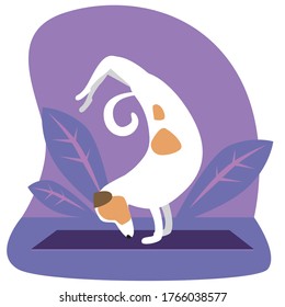 Jack Russell Terrier does yoga or a difficult pose as a concept of activity. Flat vector stock illustration with cute character doing yoga asanas Pose of Scorpio or Vrishchikasana