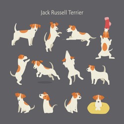 Jack Russell Terrier Dog Breed Pose Set. Vector Illustration Flat Design
