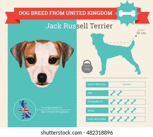 Jack Russell Terrier dog breed vector inf ographics. This dog breed from United Kingdom