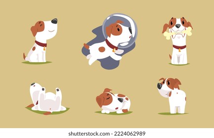 Jack Russell Terrier Dog with Cute Snout Wearing Collar Engaged in Different Activity Vector Set