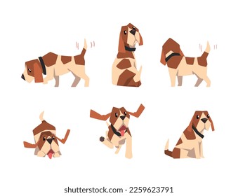 Jack Russell Terrier Dog with Cute Snout and Coat with Brown Spot in Different Pose Vector Set