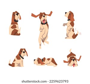 Jack Russell Terrier Dog with Cute Snout and Coat with Brown Spot in Different Pose Vector Set