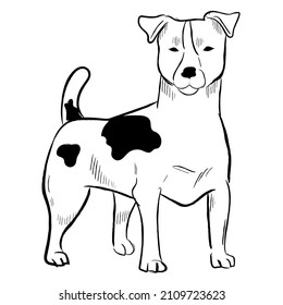 Jack Russell terrier dog isolated on white background. Hand drawn dog breed vector sketch.