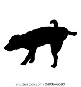 Jack Russell Terrier dog peeing Dog silhouette Breeds Bundle Dogs on the move. Dogs in different poses.
 jumps, runs sitting. The dog is lying down  playing