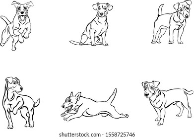Jack Russell Terrier, dog, vector, black, line, figure