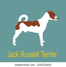 Ilustración vectorial Jack Russell terrier aislado en el fondo. Mascota amistosa. Encantadora mascota de la familia del perro.