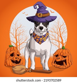 Jack Russell terrier in Halloween disguise standing on a broom and wearing witch hat with pumpkins