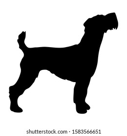 jack russell terrier Isolated vector illustration  silhouette breed dog dog show use on banners business cards postcards icon advertising black on white run stand sporty elegant grace animal parson 