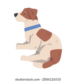 Jack Russell Terrier Lying on Floor, Cute Pet Animal with Brown and White Coat Cartoon Vector Illustration