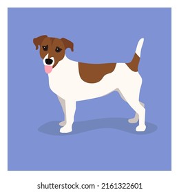 Jack russell terrier picture. Funny pet dog flat vector illustration. Fox hunter small terrier, in full growth view