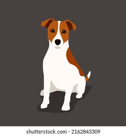 Foto de Jack russell terrier. Graciosa ilustración vectorial plana de perro mascota. El cazador de Fox pequeño terrero, en plena perspectiva de crecimiento