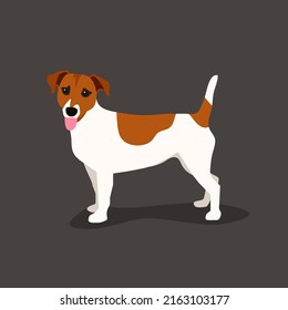 Jack russell terrier picture. Funny pet dog flat vector illustration. Fox hunter small terrier, in full growth view